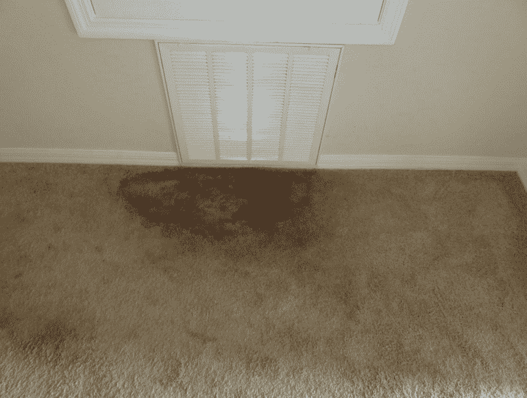 6-steps-for-preventing-carpet-mold-following-water-damage